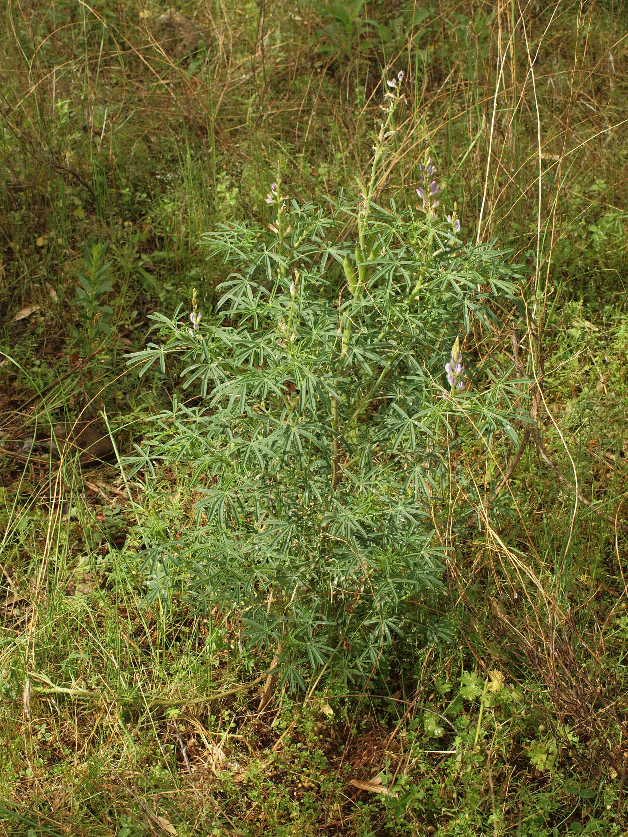 Image of narrowleaf lupine