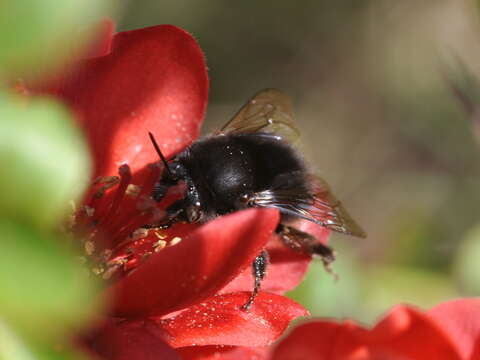 Image of Anthophora plumipes (Pallas 1772)