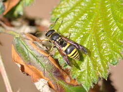 Image of Ancistrocerus nigricornis (Curtis 1826)