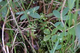 Plancia ëd Galium trifidum subsp. trifidum