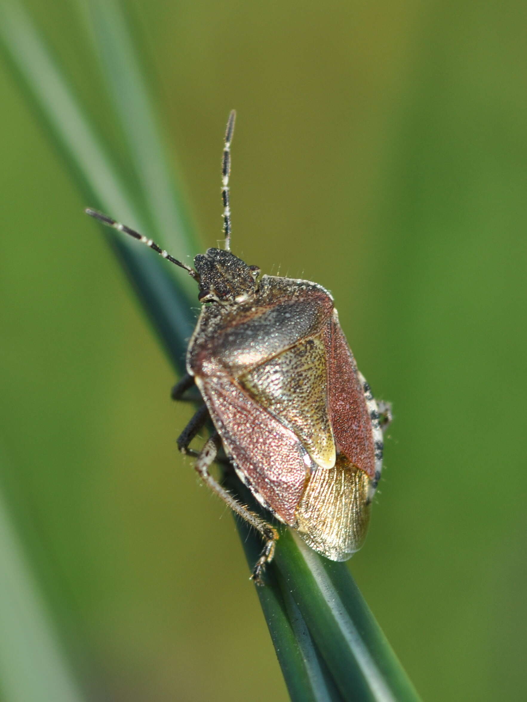 Image of sloe bug