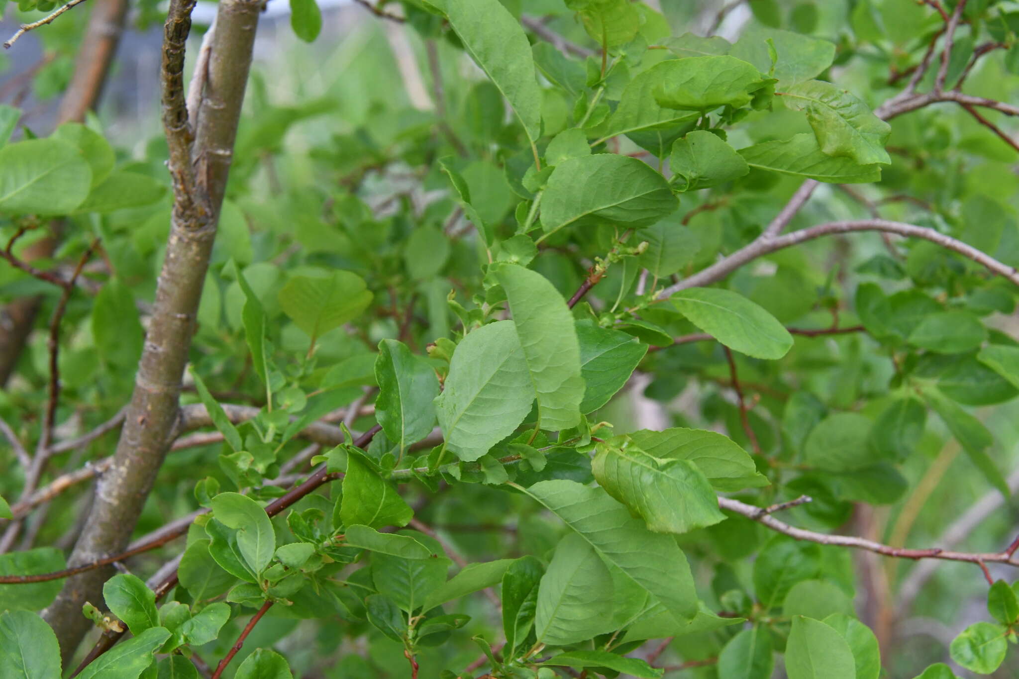 Image of Salix pyrolifolia Ledeb.