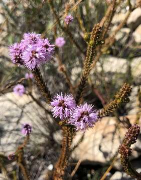 Image of Stilbe ericoides (L.) L.