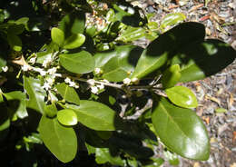 Image of Cyclophyllum coprosmoides (F. Muell.) S. T. Reynolds & R. J. F. Hend.