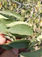 Image of Caucasian hackberry