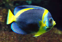 Image of Scribbled Angelfish