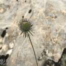 Image of glossy scabious