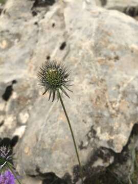 Imagem de Scabiosa lucida Vill.