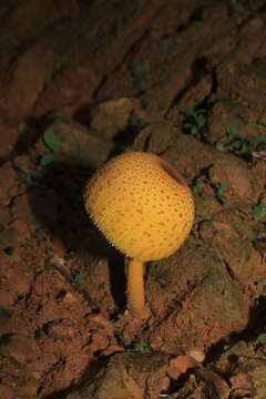 Image of Leucocoprinus brunneoluteus Capelari & Gimenes 2004