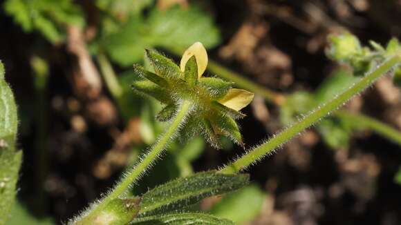 Image of sticky cinquefoil