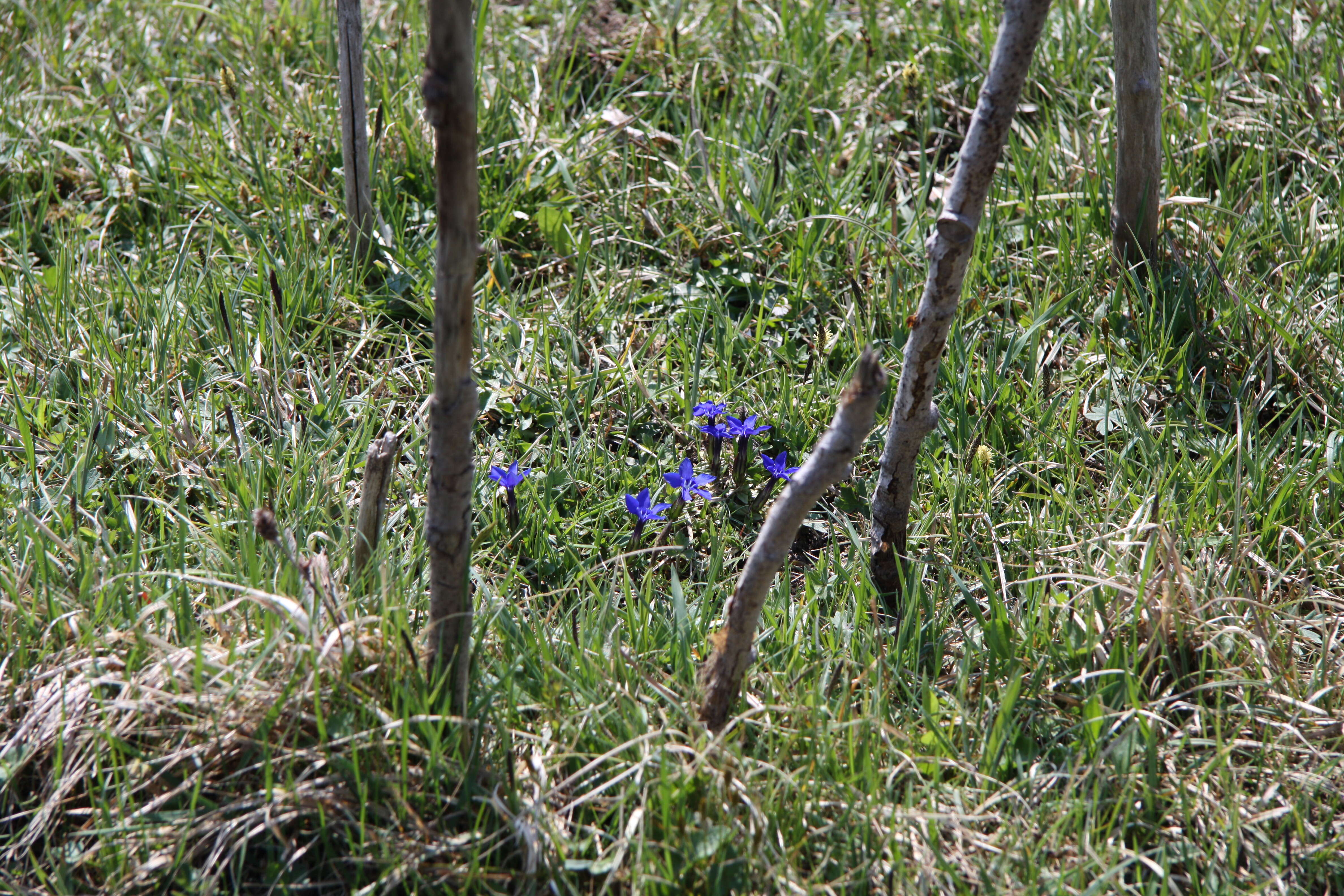 Image of spring gentian