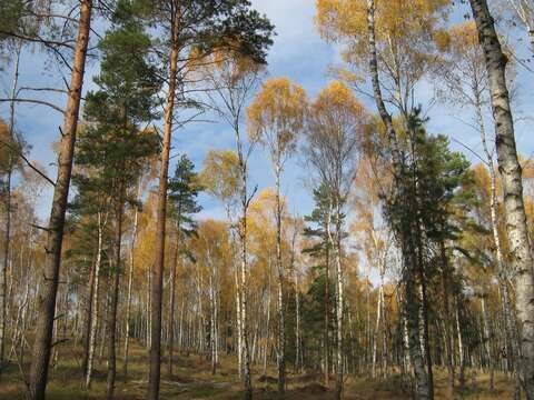 Image of Common Birch