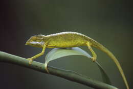 Image of Seychelles Tiger Chameleon