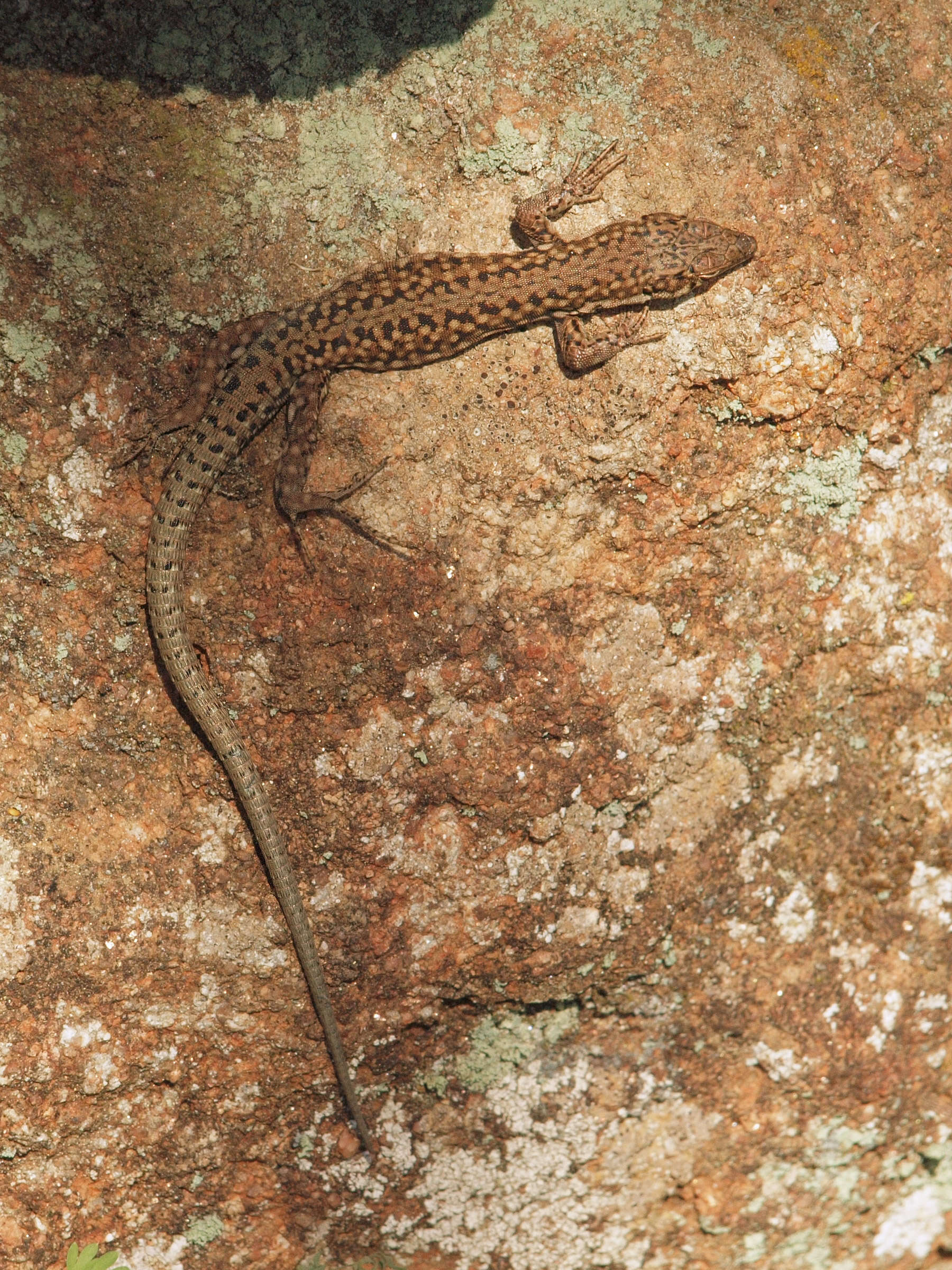 Image of Iberian Wall Lizard