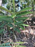 Image of Blue Berry Ginger