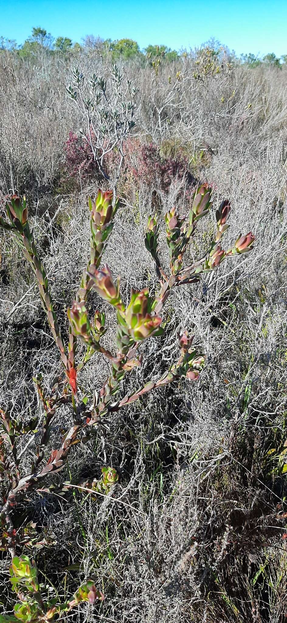 Image of Leucadendron stelligerum I. Williams