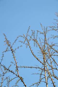 Image of dawn redwood