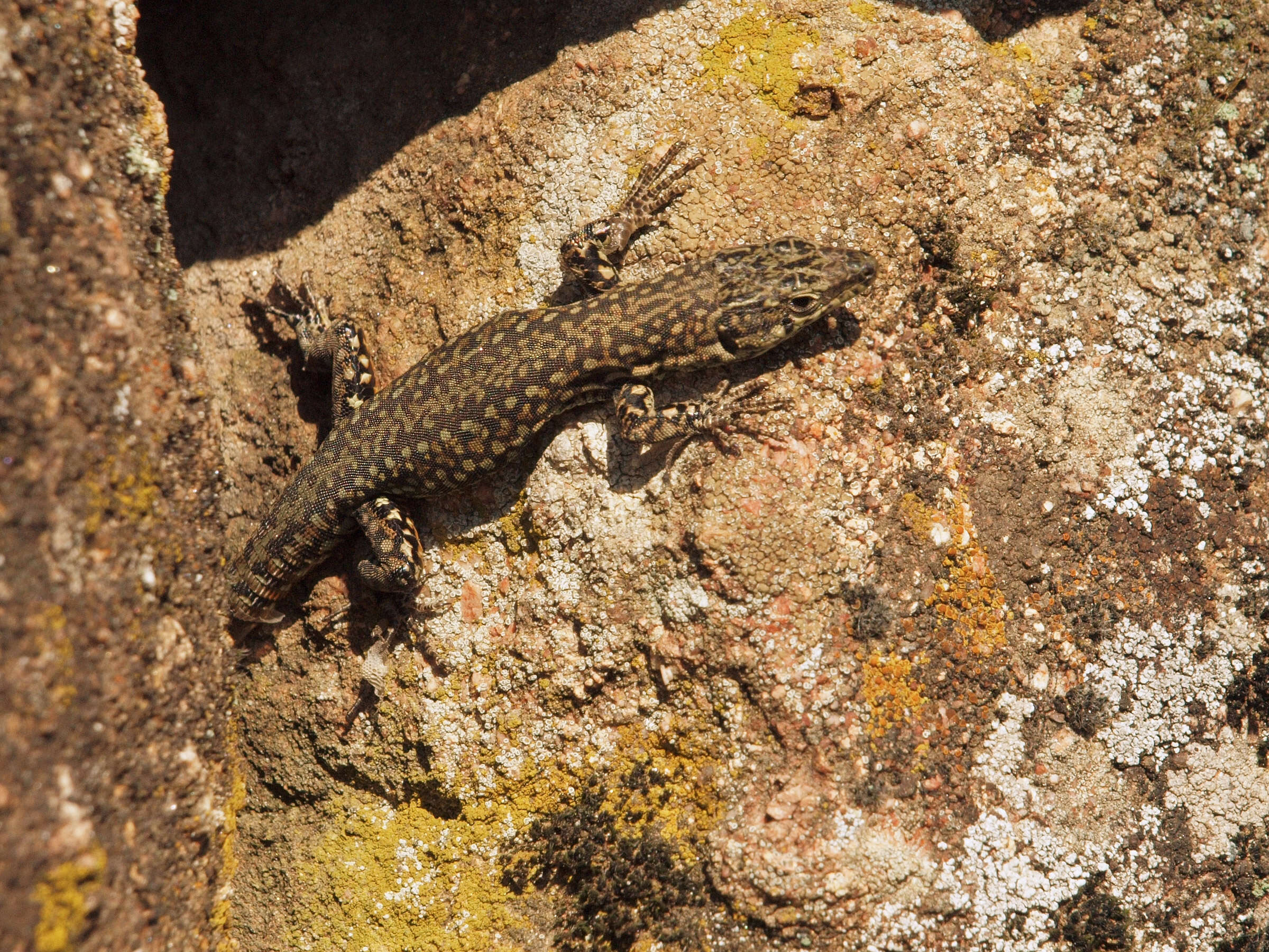 Image of Iberian Wall Lizard