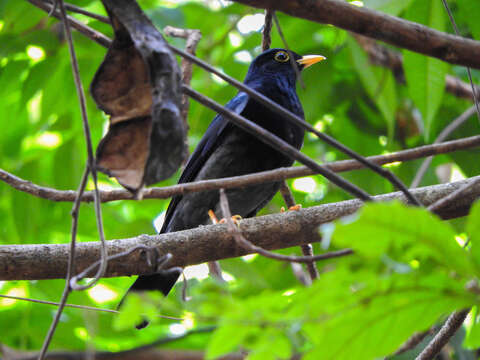 Image of Yellow-legged Thrush