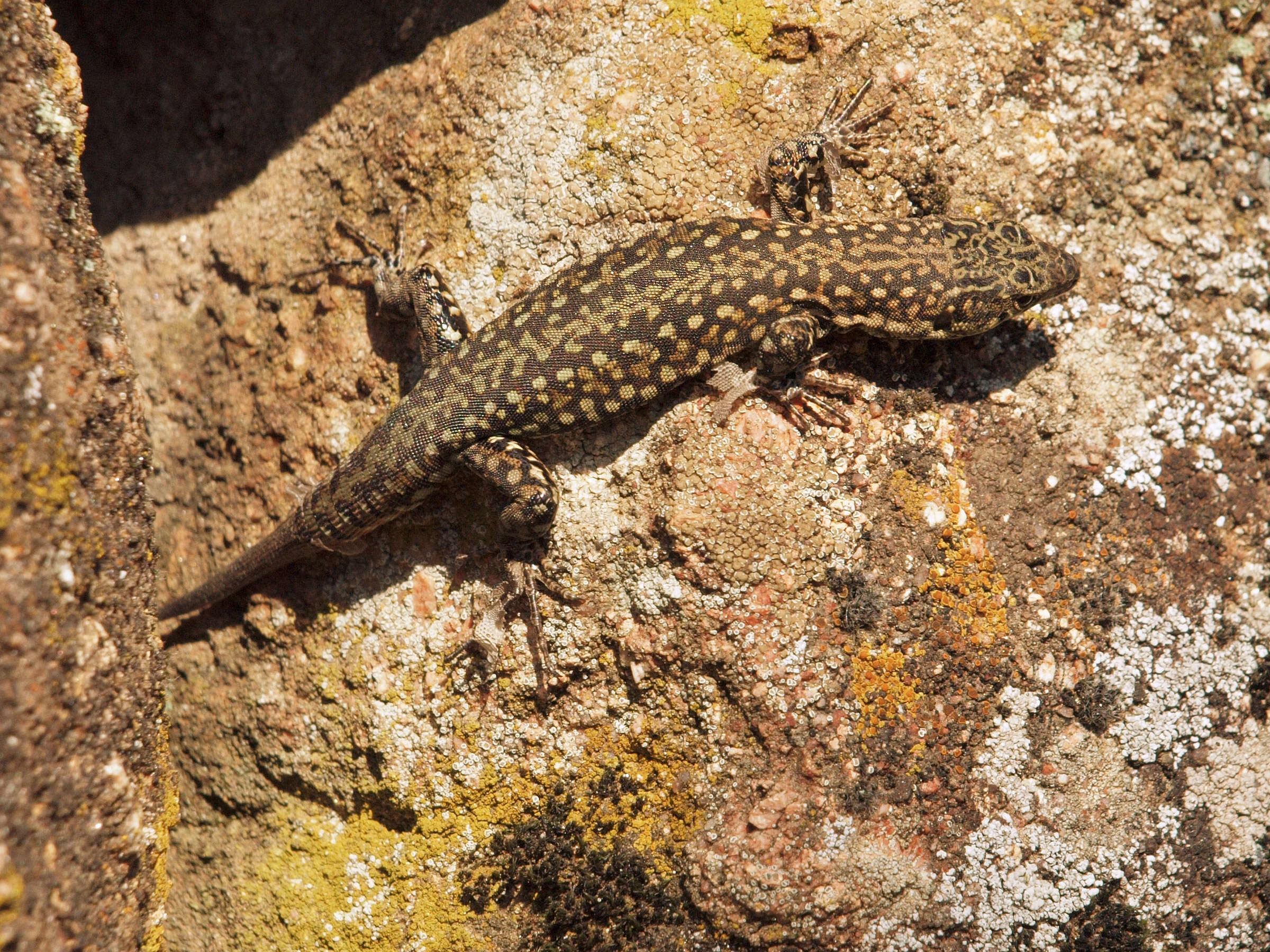 Image of Iberian Wall Lizard