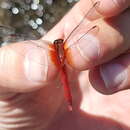 Image of Reddish Dragonlet