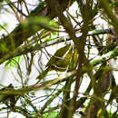 Image of Black-crested Warbler