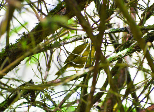 Myiothlypis nigrocristata (Lafresnaye 1840)的圖片