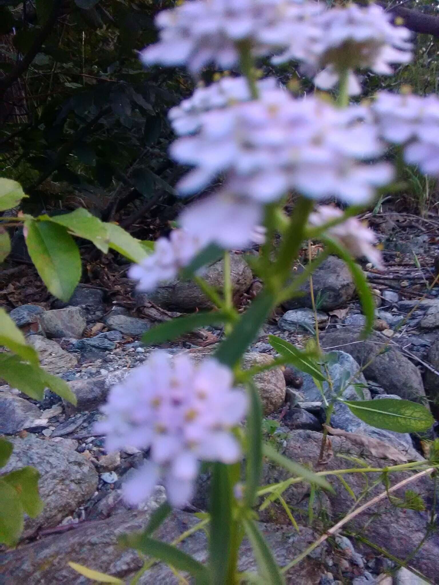 Imagem de Iberis umbellata L.