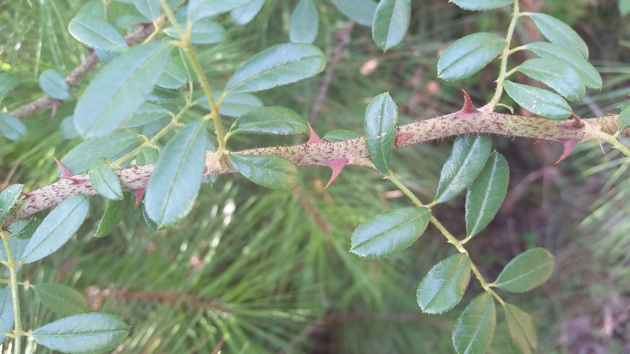 Imagem de Rosa bracteata J. C. Wendl.