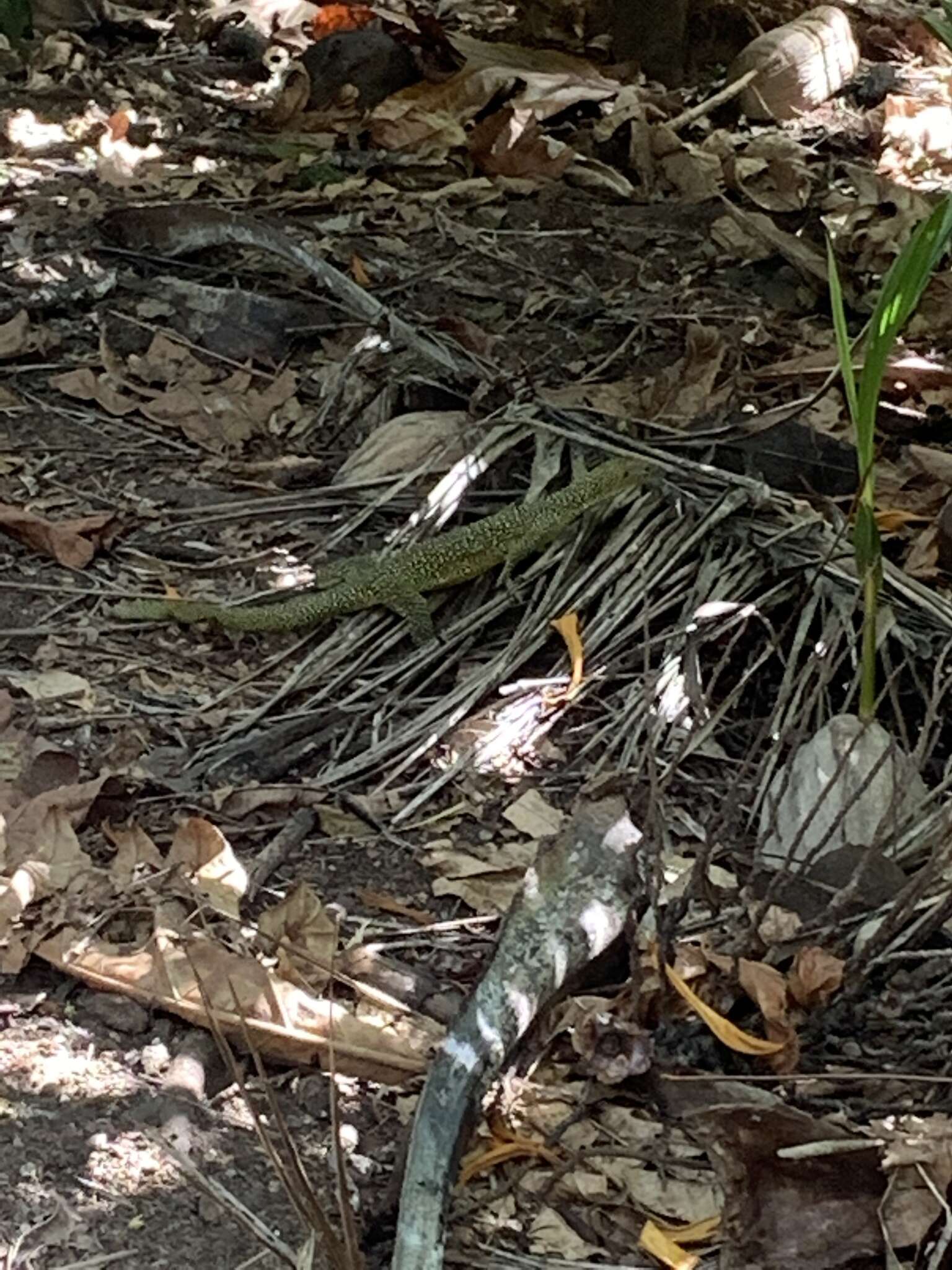 Image of Mangrove Goanna