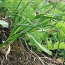 Image of Allium strictum Schrad.