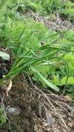 Image of Allium strictum Schrad.