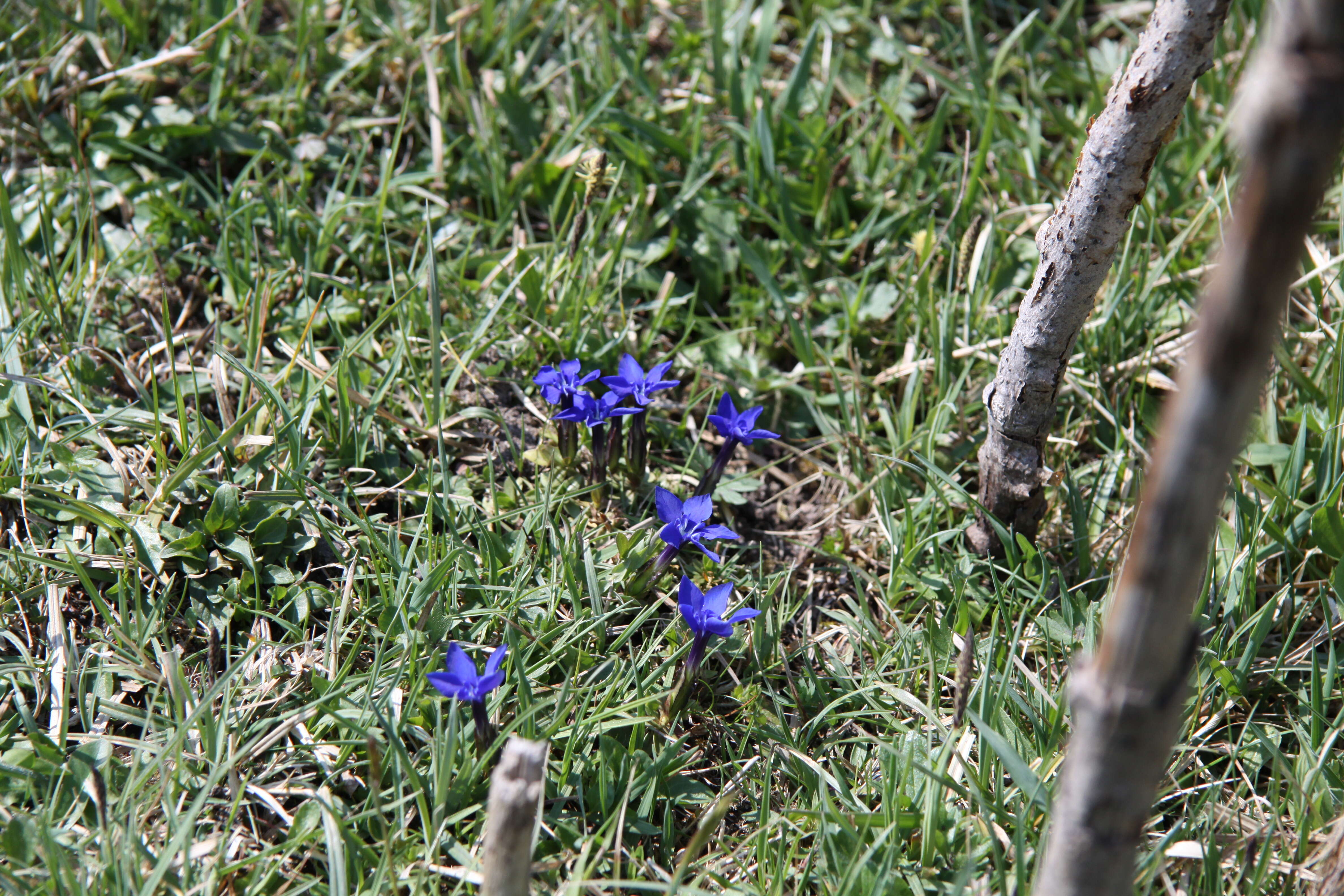 Image of spring gentian