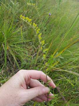 Solidago nemoralis Ait.的圖片