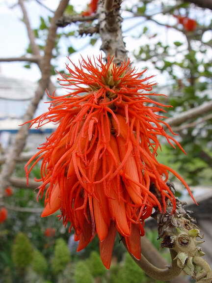 Image of Coral tree