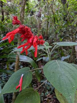 Image of Salvia libanensis Rusby