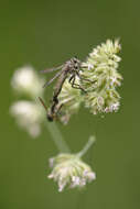 Image of Dysmachus fuscipennis (Meigen 1820)