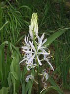 Image of Cusick's camas