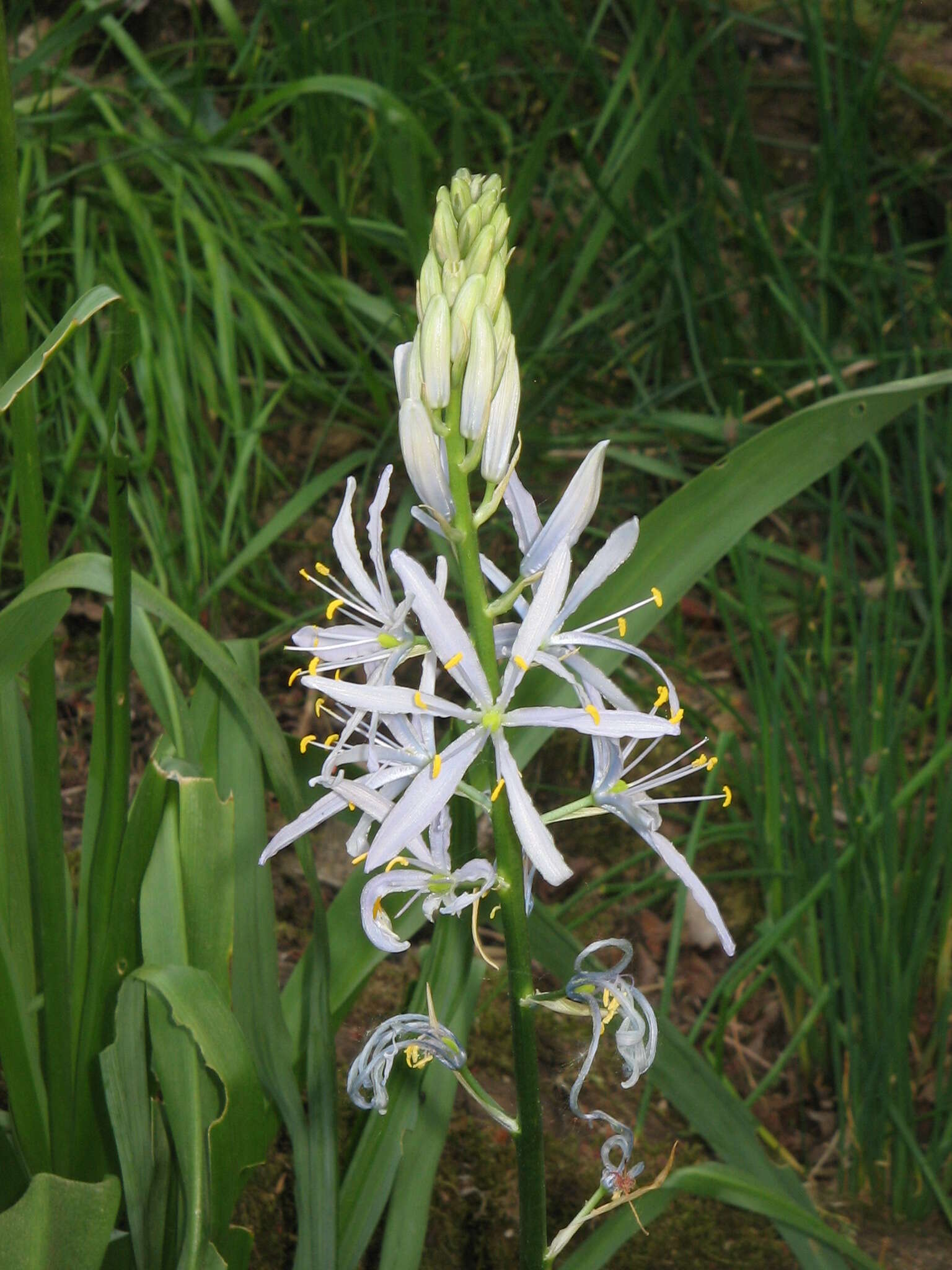 Image of Cusick's camas