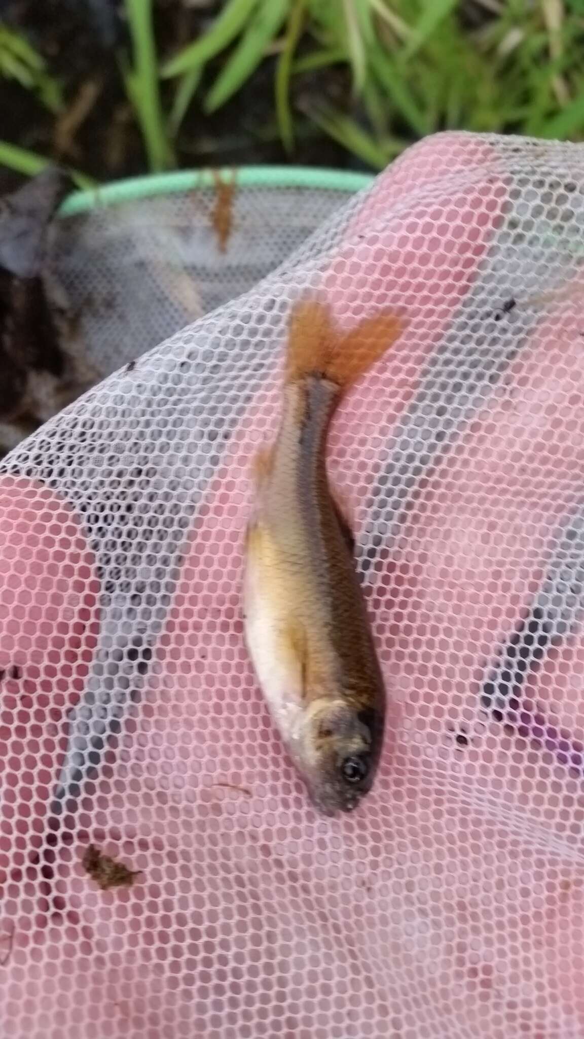 Image of Fathead Minnow