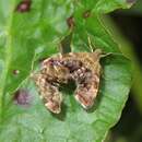 Anthophila fabriciana Linnaeus 1767的圖片