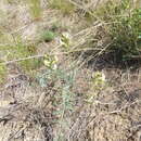 Imagem de Astragalus sclerocarpus A. Gray