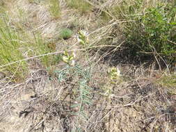 Imagem de Astragalus sclerocarpus A. Gray