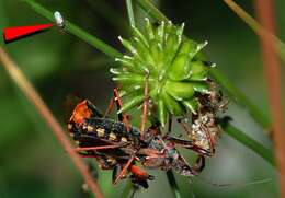 Image of freeloader flies