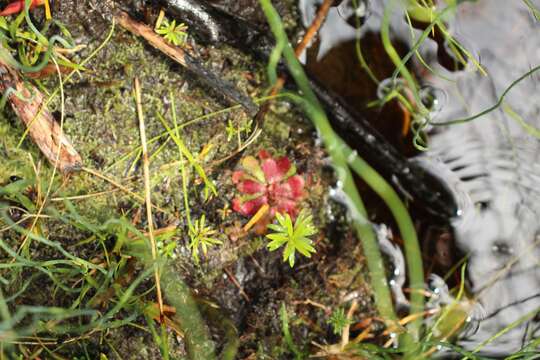 Image of Drosera hamiltonii C. R. P. Andrews