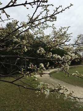 Prunus umbellata Ell. resmi