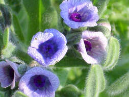 Image of blue hound's tongue