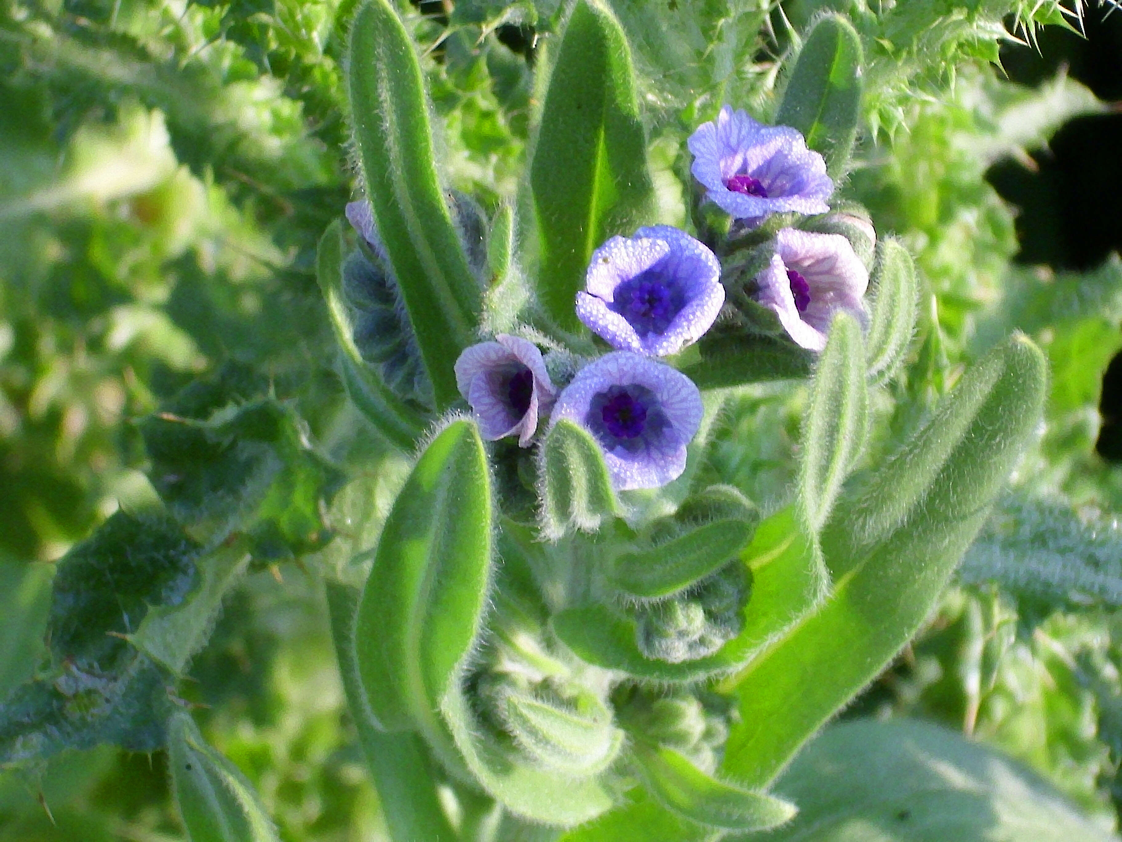 Image of blue hound's tongue