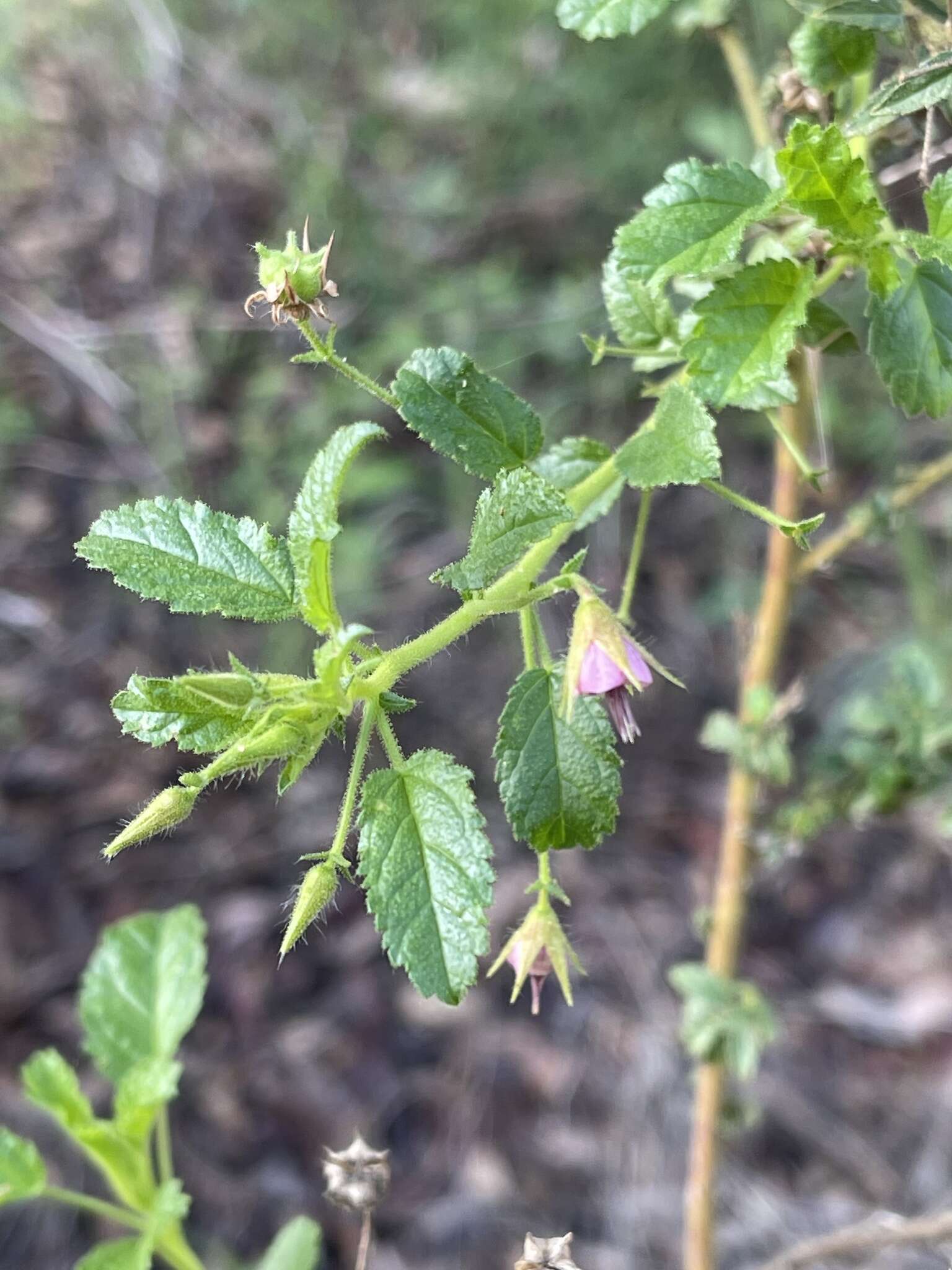 Image of Hermannia boraginiflora Hook.