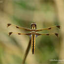 玳瑁斑蜻蜓的圖片